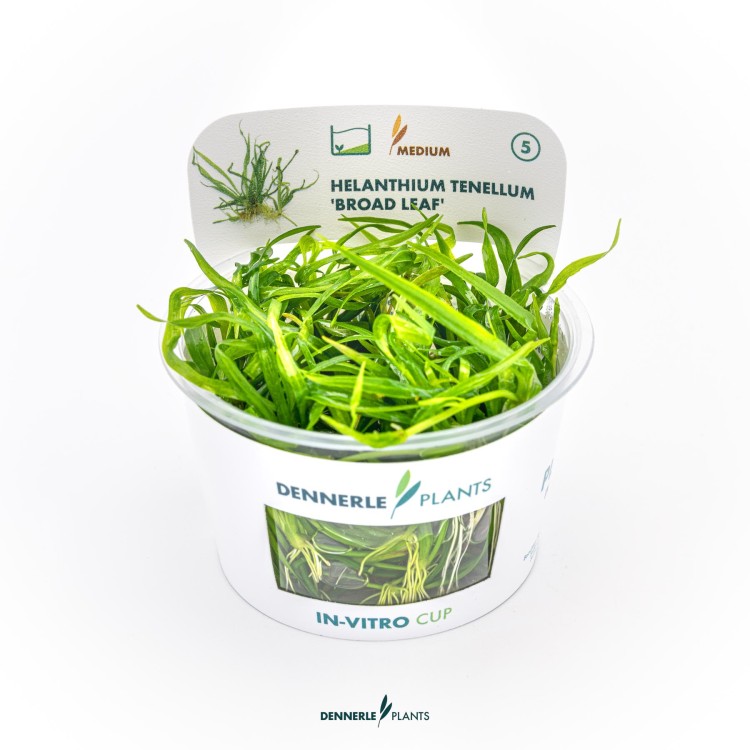 Planta de acvariu Helantium tenellum Broad leaf In-Vitro Dennerle - imagine 5